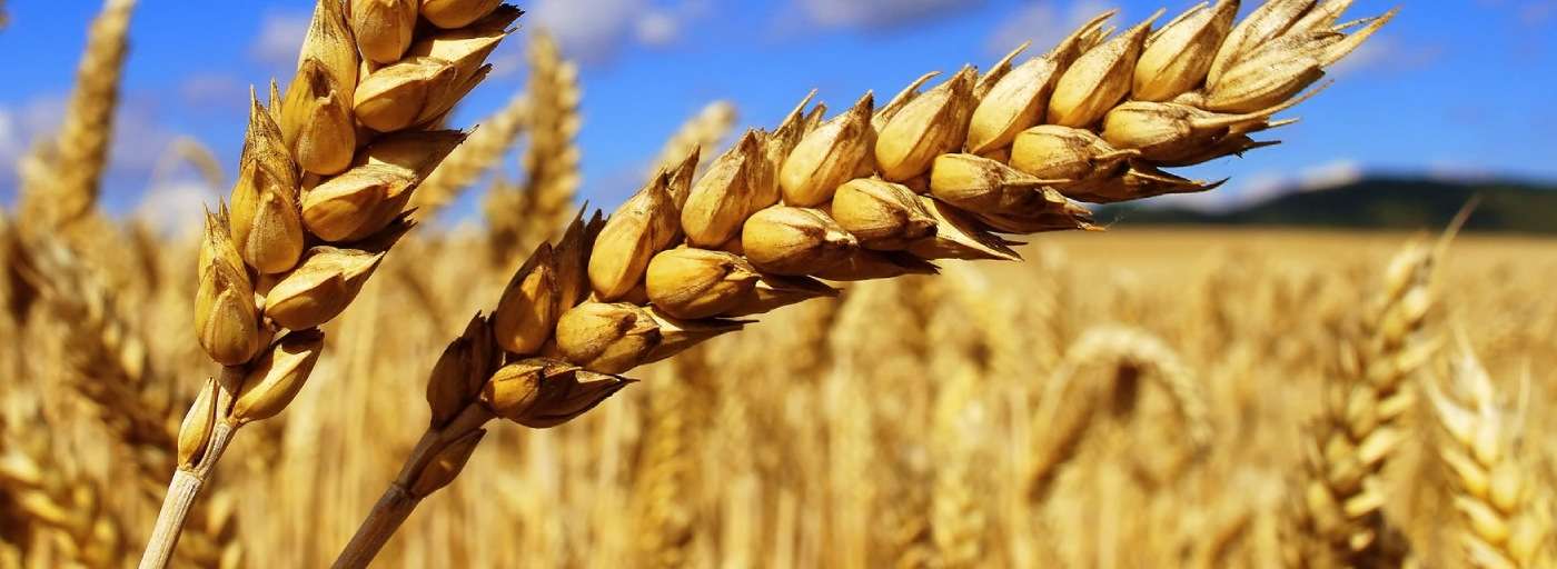 شرکت کنجاله ساز